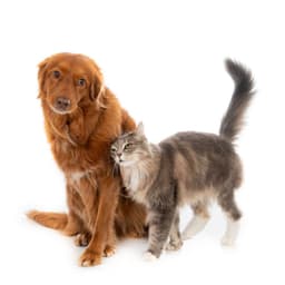 Animals